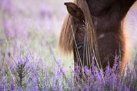 Paard op Posbank
