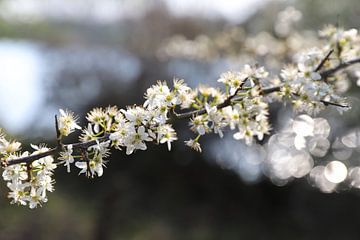 Voorjaarsbloesem in de Amsterdamse waterleidingduinen van Frans de Winter