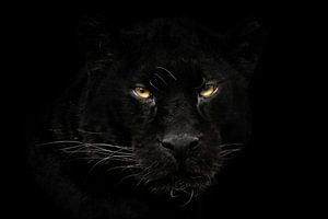 Schwarzer Panther