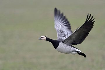 Barnacle Goose ( Branta leucopsis ) in flight, flying over green farmland sur wunderbare Erde