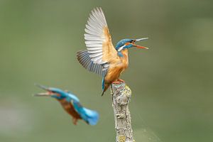 Kingfisher von Menno Schaefer