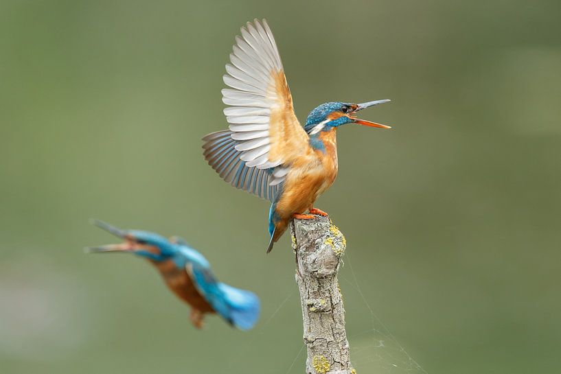 IJsvogel  par Menno Schaefer