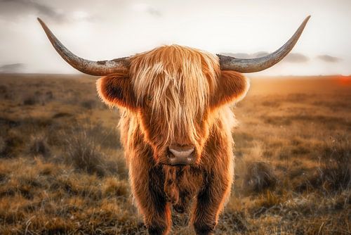 Schotse Hooglander / Schots Hoogland Vee