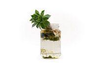 Succulent in glass