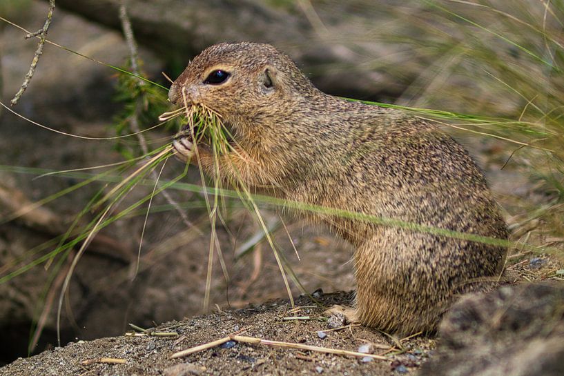 Gopher by Raphael Kipfer