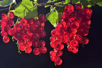 Rote Johannisbeeren
