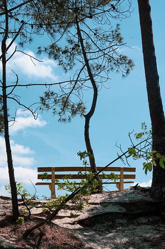 Le silence sous les pins