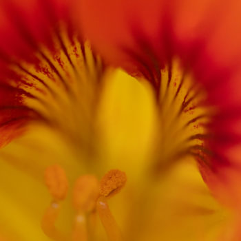 Un aperçu haut en couleur
