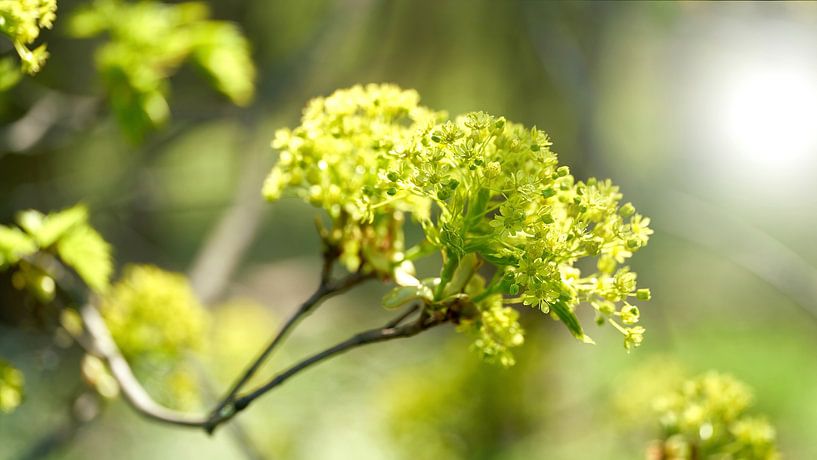 Inflorescence of a Norway maple by Heiko Kueverling