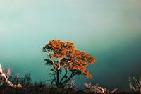Orange tree