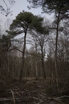 Lopend door het donkere bos. van Zuidfotograaf