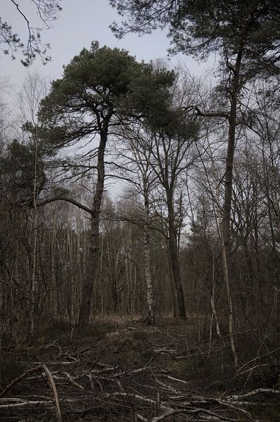 Walking through the dark forest. by Zuidfotograaf