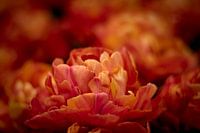 Nieselte orange Tulpe