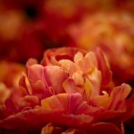 Bedruppelde Oranje Tulp van Niek Van Helden