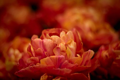 Nieselte orange Tulpe