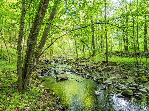 Lente bij de beek in het groene loofbos III