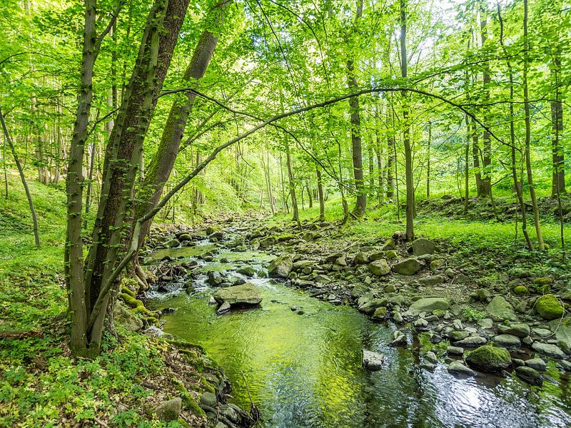 Printemps au bord d'un ruisseau dans une forêt de feuillus verte III par Jörg B. Schubert