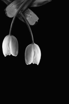 Pair of Tulips van Foto Studio Labie