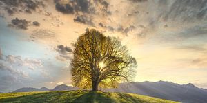 Lindenbaum