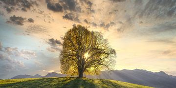 Linden tree by Walter G. Allgöwer