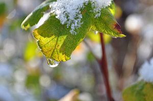 Goutte / Gouttelette