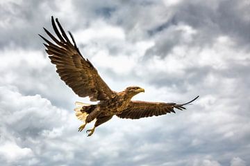 Opvliegende zeearend