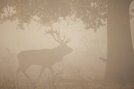 Plate deer in the Weerterbos. by Maurice van de Waarsenburg