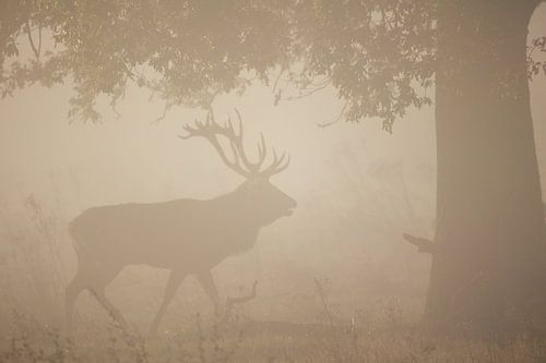 Plaatshert in het Weerterbos.