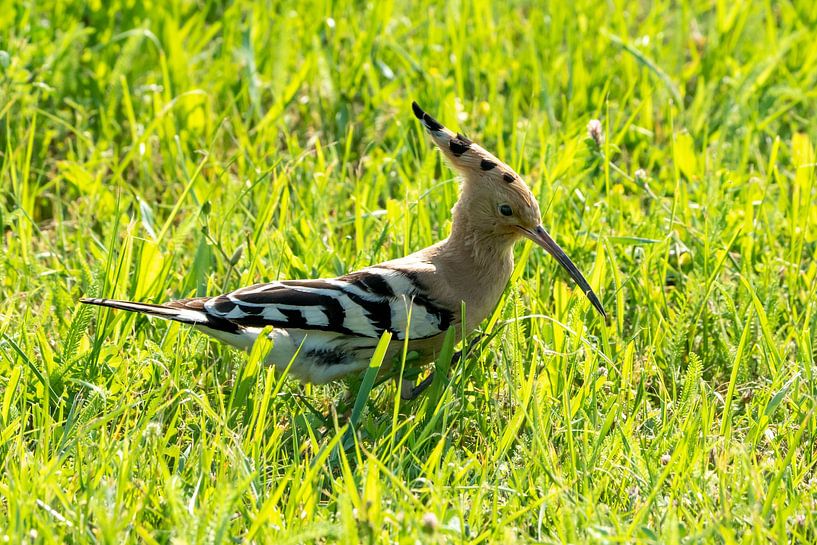 Hop in search of food by Bert Altena