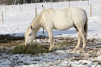 Etwas Heu und schönes Winterwetter, da macht es auf der Weide S