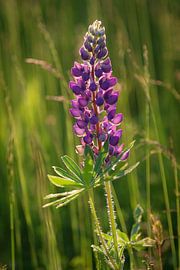 Purple flower on the field by Debby Gelderloos