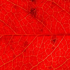 Nahaufnahme eines warmroten Herbstblattes einer wilden Rebe von Michel Vedder Photography