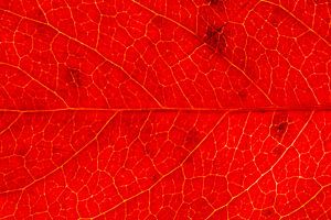 Close-up van een warm rood herfstblad van wilde wingerd van Michel Vedder Photography