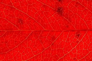 Close-up van een warm rood herfstblad van wilde wingerd van Michel Vedder Photography