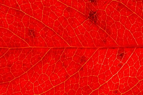 Close-up of a warm red autumn leaf of wild vine by Michel Vedder Photography