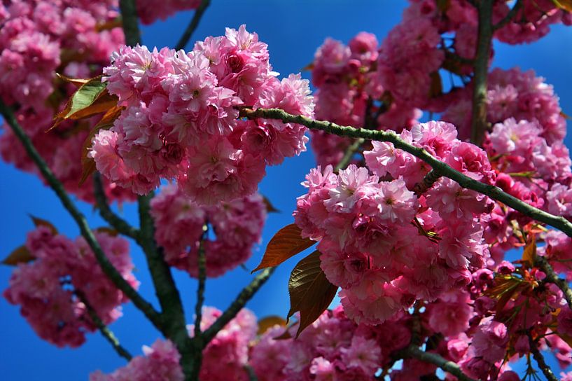 Fleurs de cerisiers décoratifs par Edgar Schermaul