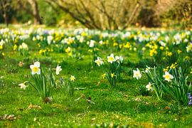 White daffodils, daffodils on a green meadow by Martin Köbsch