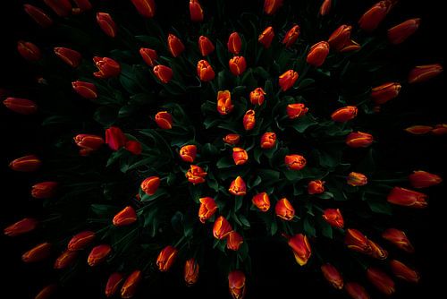 Dutch pride, the tulip