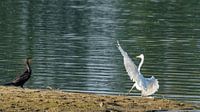Witte reiger roept aalscholver halt toe.