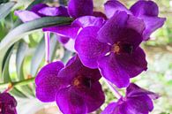 lila Orchidee in Thailand von Babetts Bildergalerie Miniaturansicht
