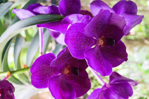 paarse orchidee in thailand