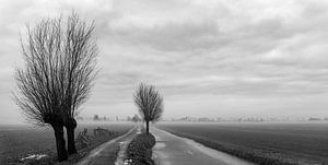 brouillard dans le polder