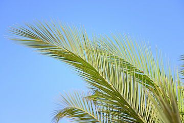 Palm leaves against blue sky