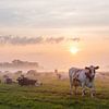 veel koeien in mistig weiland tijdens zonsopkomst onder mooie kleurige hemel van anton havelaar