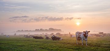 veel koeien in mistig weiland tijdens zonsopkomst onder mooie kleurige hemel van anton havelaar