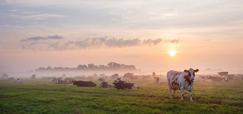 viele Kühe auf einer nebligen Wiese bei Sonnenaufgang unter einem schönen bunten Himmel von anton havelaar