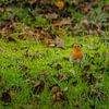 Robins von RB-Photography