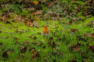 Robins