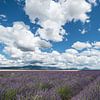 Lavender fields Valensole by Bas Verschoor
