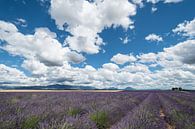 Lavendelveld met wolken Valensole van Bas Verschoor thumbnail